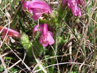 Pedicularis elegans, photographed by Emanuele Santarelli