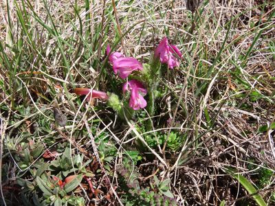 Pedicularis elegans, photographed by Emanuele Santarelli