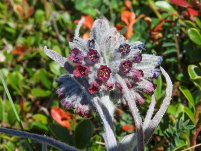 Cynoglossum magellense, photographed by Emanuele Santarelli