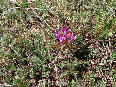 Astragalus vesicarius, photographed by Emanuele Santarelli