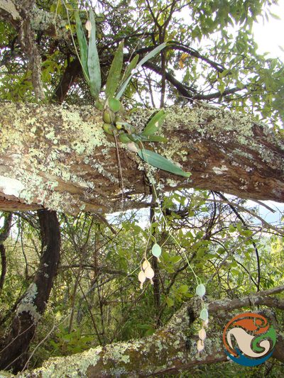 Prosthechea concolor, photographed by Eugenio Padilla