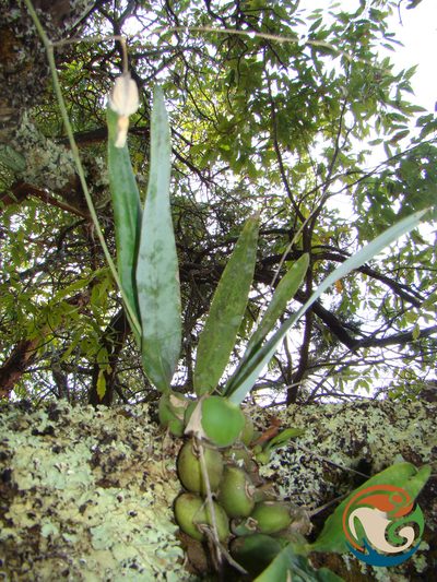 Prosthechea concolor, photographed by Eugenio Padilla