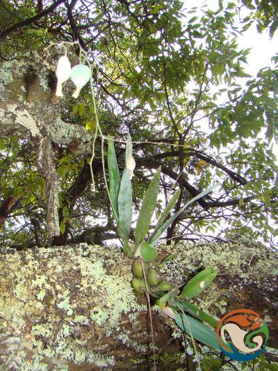 Prosthechea concolor, photographed by Eugenio Padilla