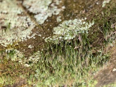 Bryoxiphium norvegicum, photographed by Brandon Corder