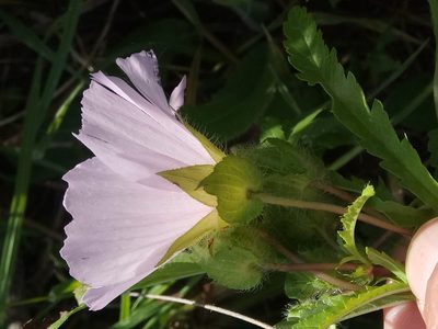 Malope malacoides, photographed by Karim Haddad