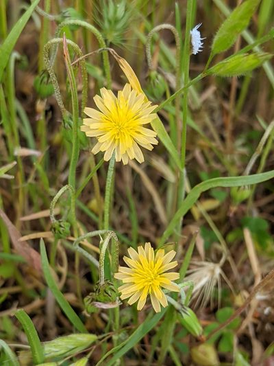 Microseris elegans, photographed by Ken-ichi Ueda