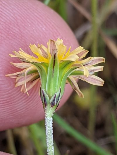 Microseris elegans, photographed by Ken-ichi Ueda