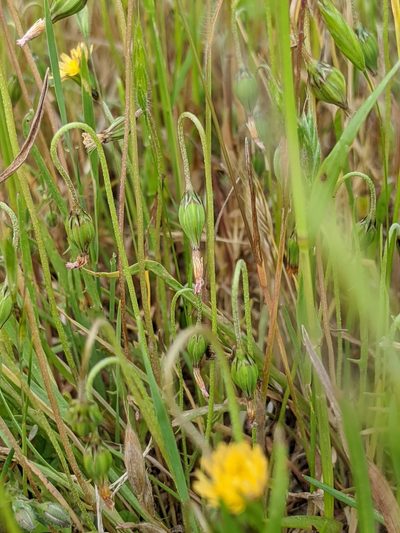 Microseris elegans, photographed by Ken-ichi Ueda