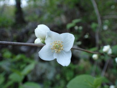 Philadelphus hirsutus, photographed by Evan M. Raskin