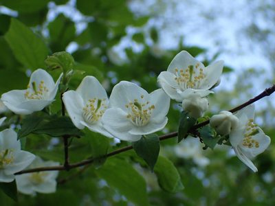 Philadelphus hirsutus, photographed by Evan M. Raskin