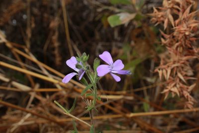 Bonplandia geminiflora, photographed by Zazil Dellamary