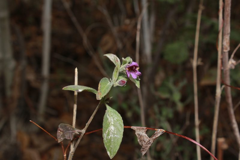 Dyschoriste hirsutissima, photographed by Zazil Dellamary