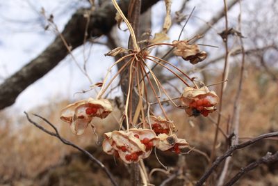 Bomarea edulis, photographed by Zazil Dellamary