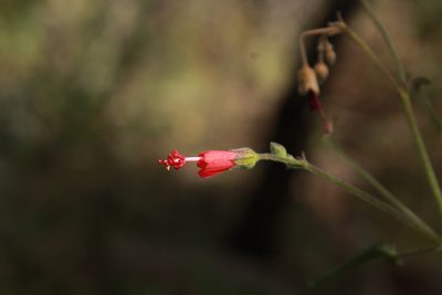 Periptera punicea, photographed by Zazil Dellamary