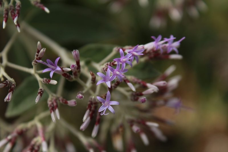 Vernonia paniculata, photographed by Zazil Dellamary