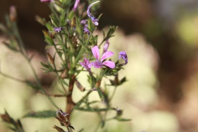 Loeselia glandulosa, photographed by Zazil Dellamary
