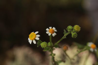 Perityle microglossa, photographed by Zazil Dellamary