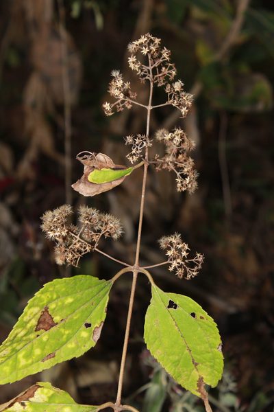 Ageratina areolaris, photographed by Zazil Dellamary