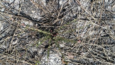 Euphorbia polyphylla, photographed by Jay Horn