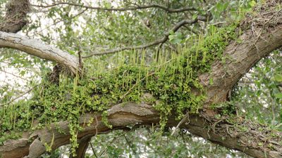 Peperomia aceroana, photographed by demianlescano
