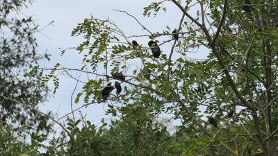 Gleditsia amorphoides, photographed by demianlescano