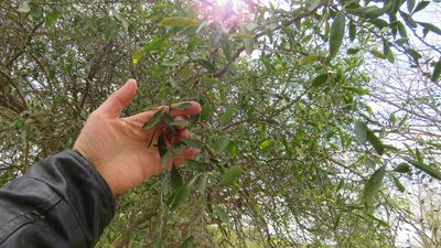 Sideroxylon obtusifolium, photographed by demianlescano