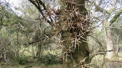Gleditsia amorphoides, photographed by demianlescano