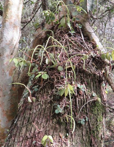 Peperomia increscens, photographed by demianlescano