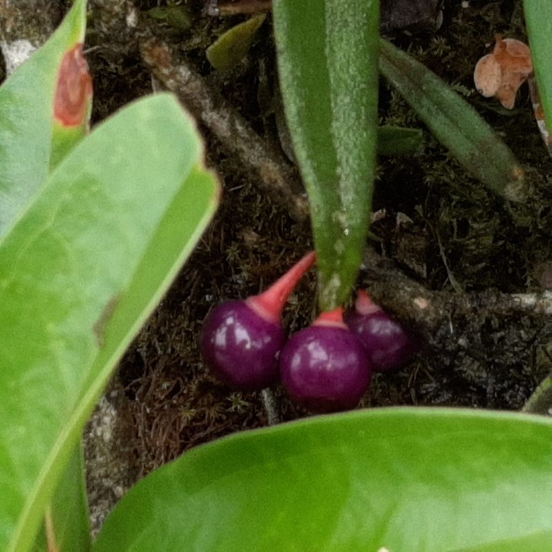 Satyria warszewiczii, photographed by Arthur de Jesús Chavarría Pérez