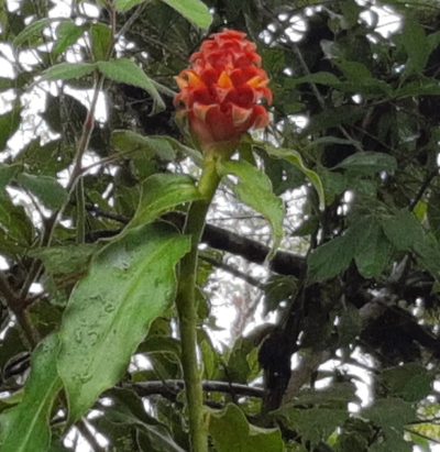 Costus montanus, photographed by Arthur de Jesús Chavarría Pérez
