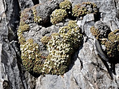 Androsace helvetica, photographed by Karsten Rohweder