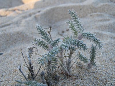 Oxytropis lanata, photographed by Александр Ермаков
