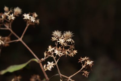 Ageratina areolaris, photographed by Zazil Dellamary