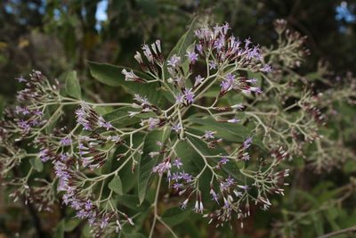 Vernonia paniculata, photographed by Zazil Dellamary