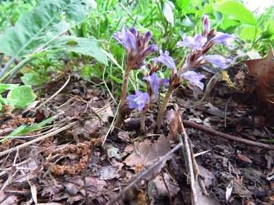 Orobanche ramosa, photographed by Annika Lindqvist