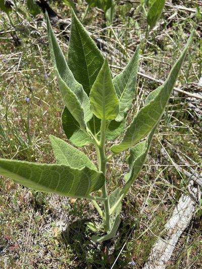 Agnorhiza elata, photographed by Brandon Wheeler