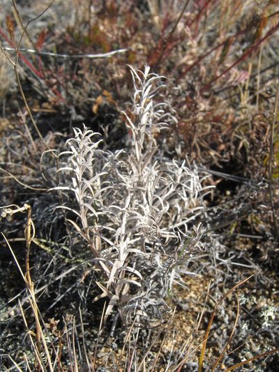 Cymbaria daurica, photographed by Александр Ермаков