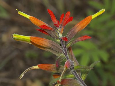 Castilleja integrifolia, photographed by Manuel Ortiz