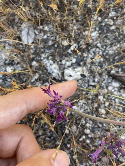 Allium abramsii, photographed by Brandon Wheeler