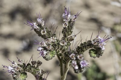 Phacelia integrifolia, photographed by Craig Martin
