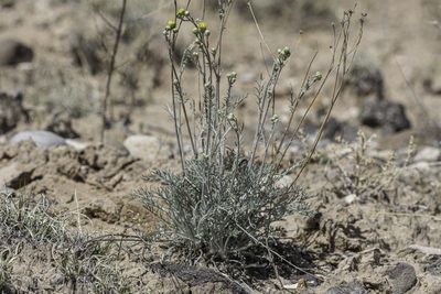 Hymenopappus flavescens, photographed by Craig Martin