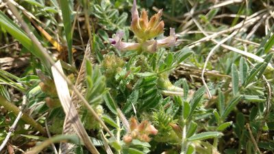 Astragalus plattensis, photographed by Brian Dickerson