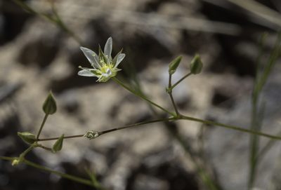 Eremogone eastwoodiae, photographed by Craig Martin