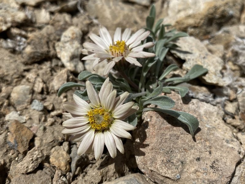 Townsendia scapigera, photographed by Matt Berger
