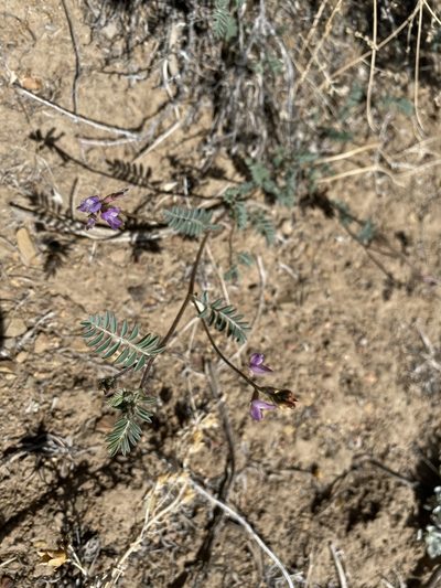 Astragalus inyoensis, photographed by Matt Berger