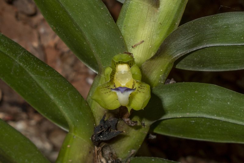 Dichaea morrisii, photographed by DANIEL ALEJANDRO CHICA BOTERO