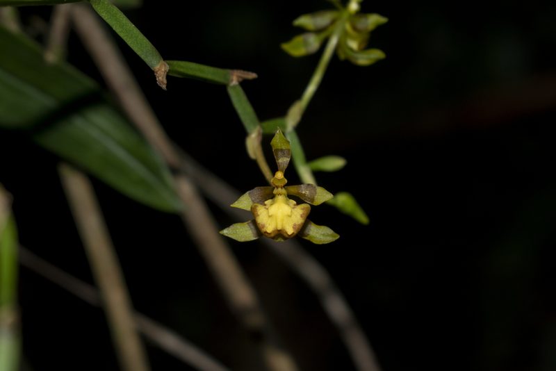 Cyrtochilum meirax, photographed by DANIEL ALEJANDRO CHICA BOTERO