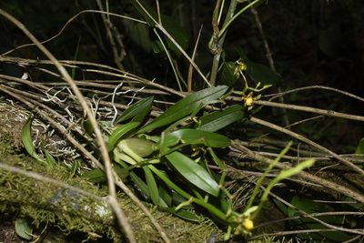 Cyrtochilum meirax, photographed by DANIEL ALEJANDRO CHICA BOTERO