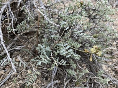 Astragalus toquimanus, photographed by Matt Berger