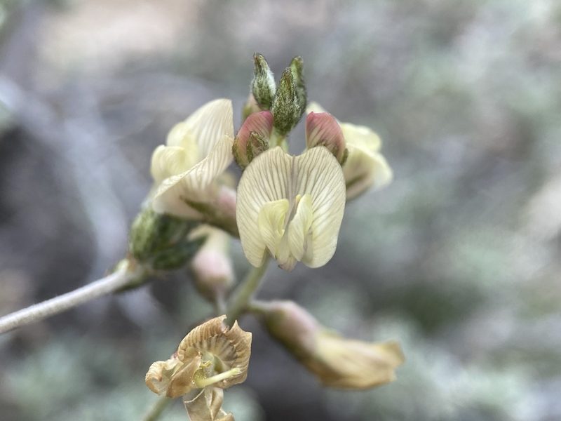 Astragalus toquimanus, photographed by Matt Berger